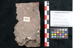 Foto (Objekt + Etikett) von Ficus sagoriana Ettingshausen (NHMW-GEO-2024-0188-7981)